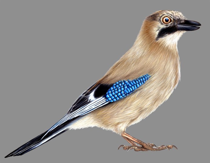 Сойка на белом фоне