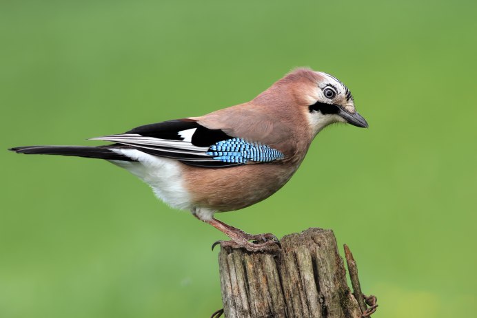 «Голубые сойки»