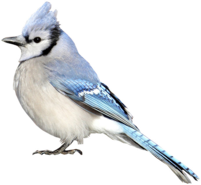 Птица на белом фоне