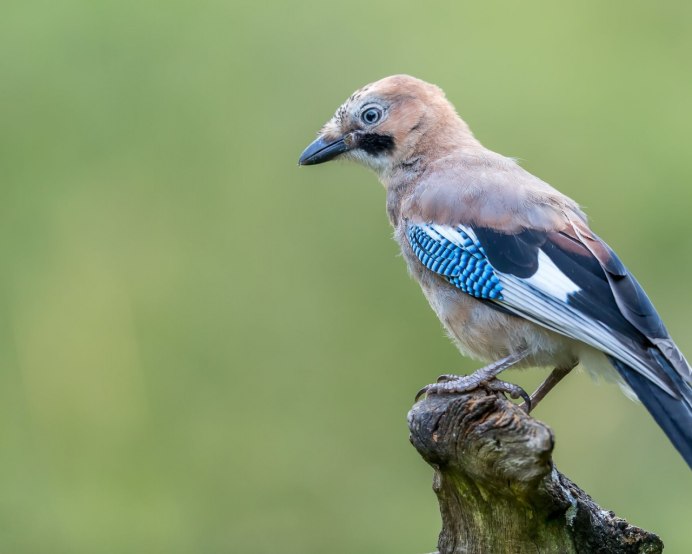 Сойка на белом фоне