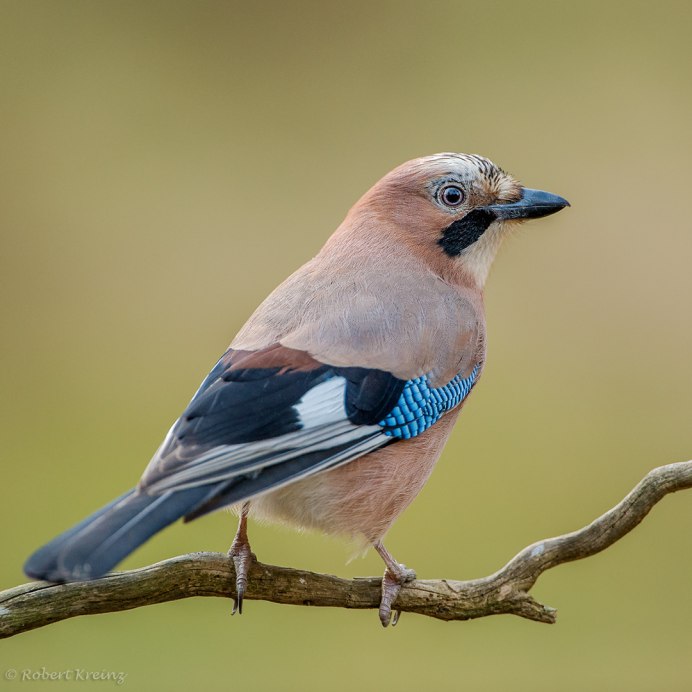 Сойка птица