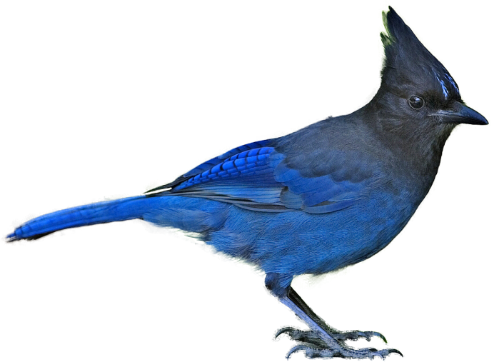 «Голубые сойки»