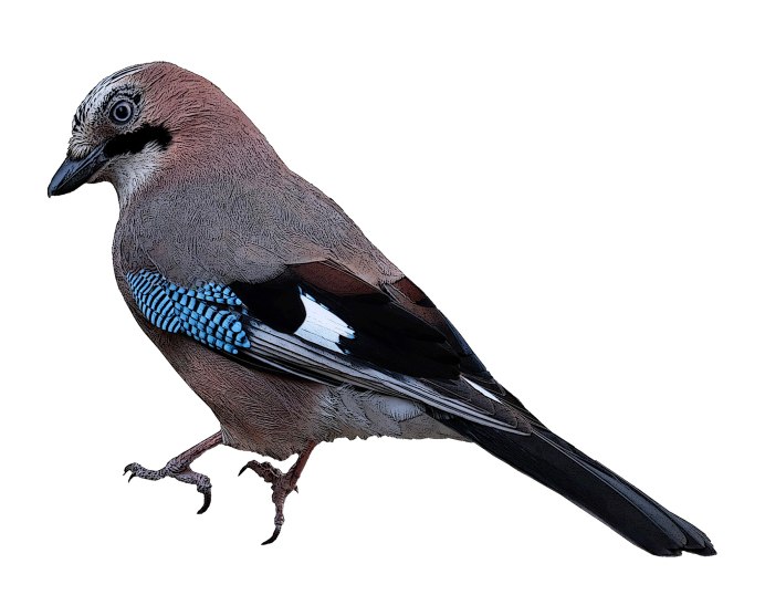 Сойка на белом фоне