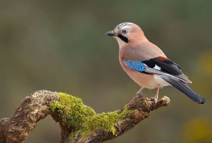 Сойка на белом фоне