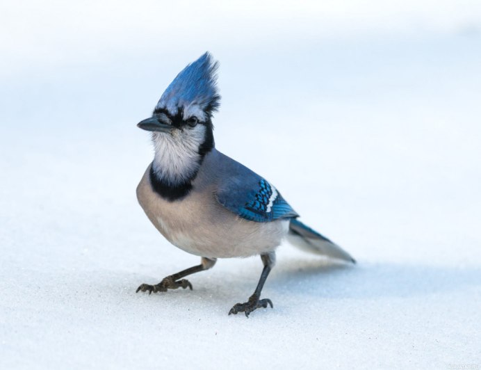 Хохлатая малайская Сойка