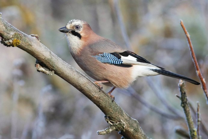 Востроглазая Сойка