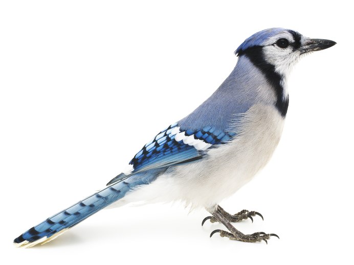 Сойка на белом фоне с надписью