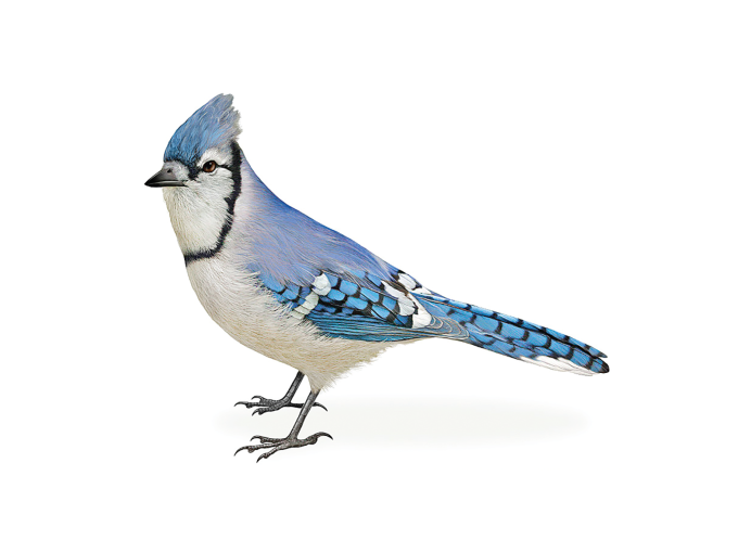 Сойка для детей на белом фоне
