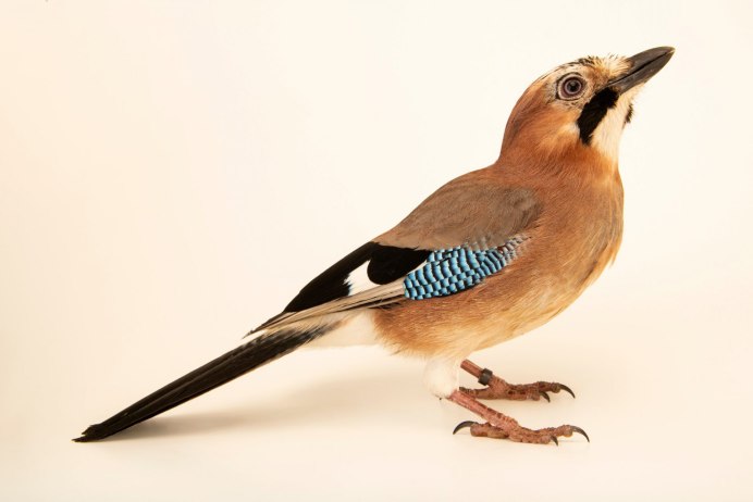 Garrulus glandarius fasciatus