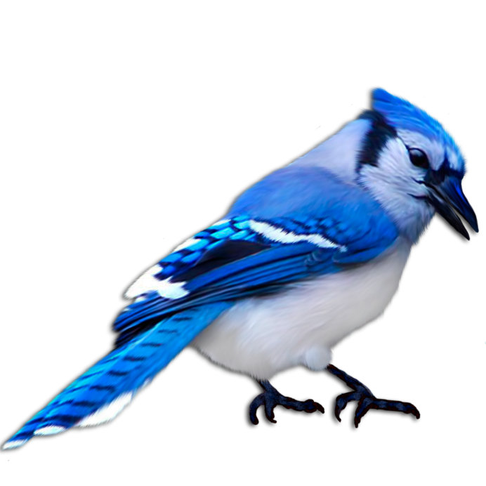 Сойка на белом фоне с надписью