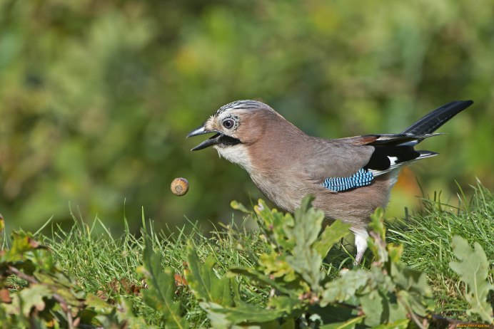 Сойка на прозрачном фоне