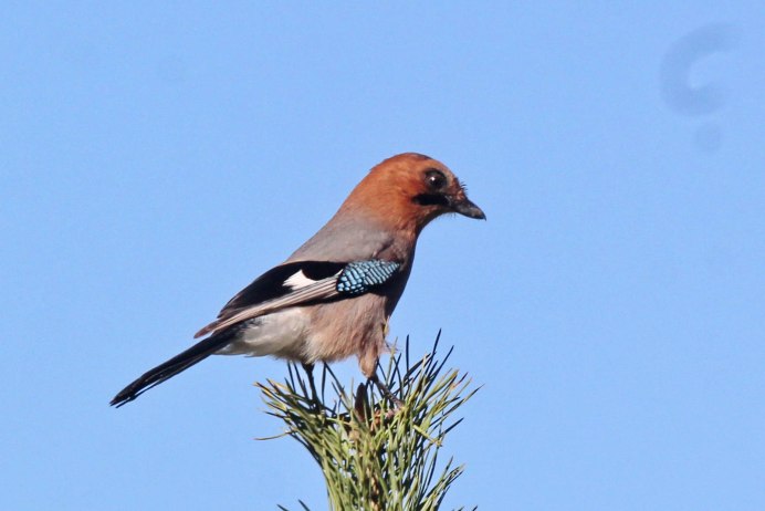 Сойка в Забайкалье