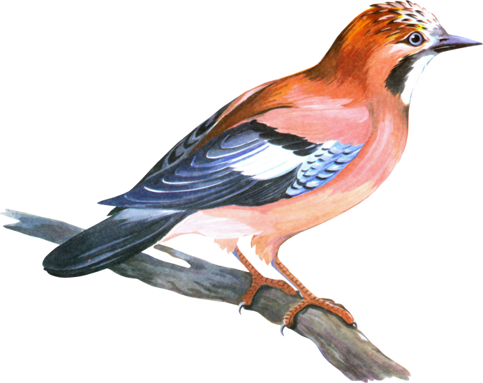 Изображение птиц для детей