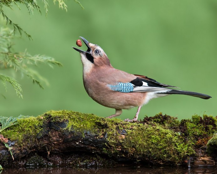 Сойка с желудем