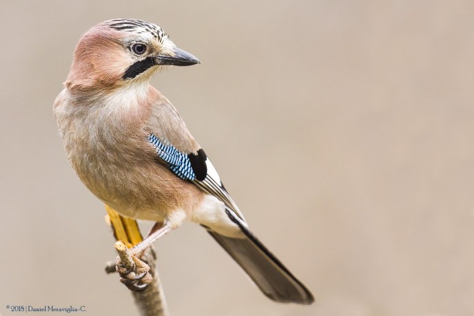 Голубая Сойка птица Блуджей