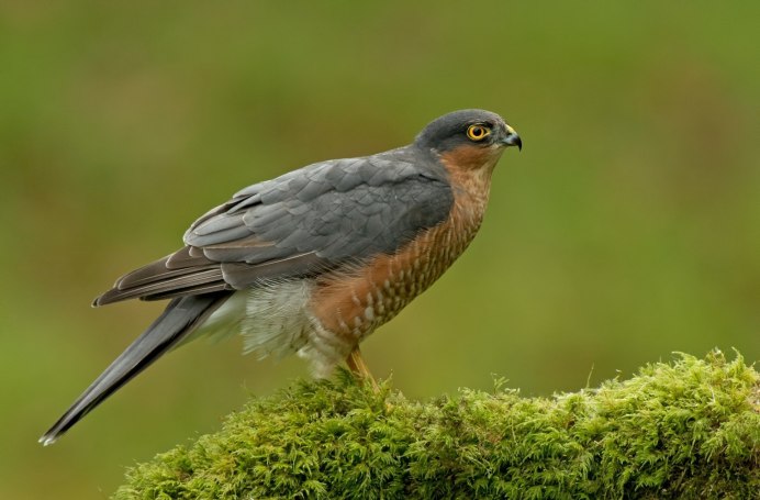 Сокол Шахин фото