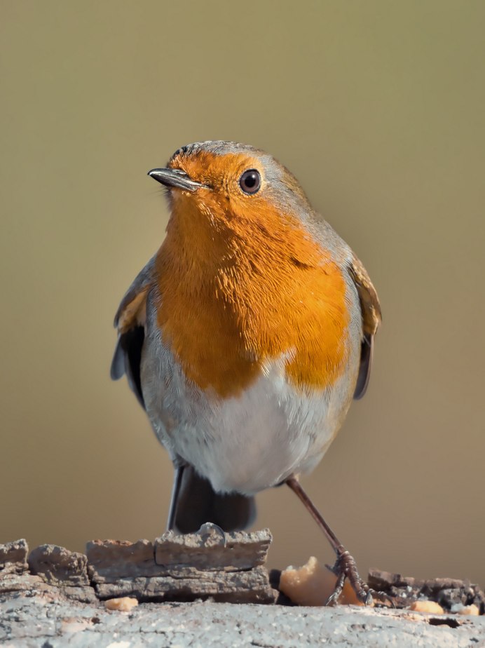 Птица с боку