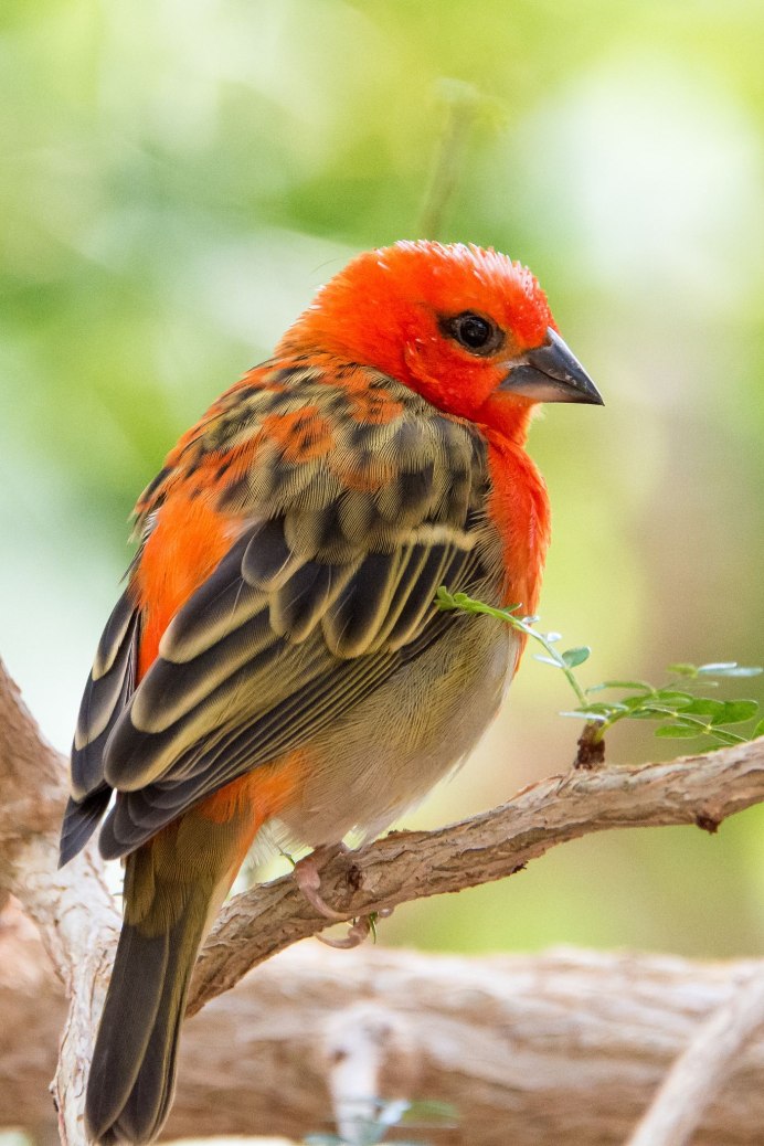 Archilochus Colubris