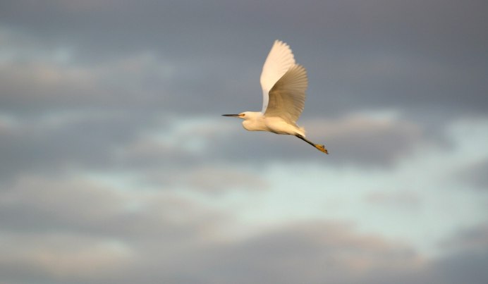 Голубь сидит