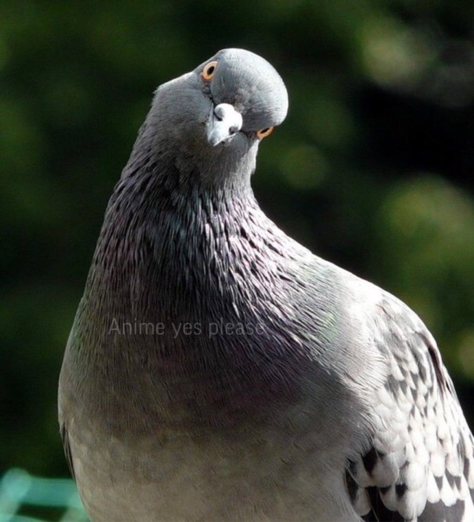Лесной голубь вяхирь полет