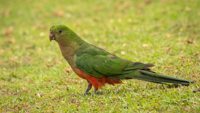 Птицы попугаи