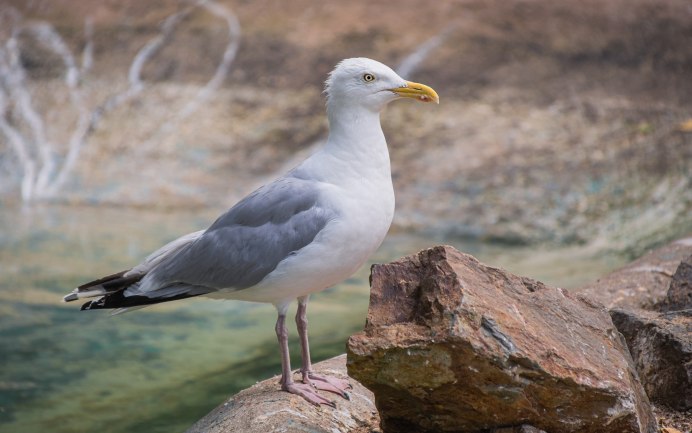 Чайка Одуэна