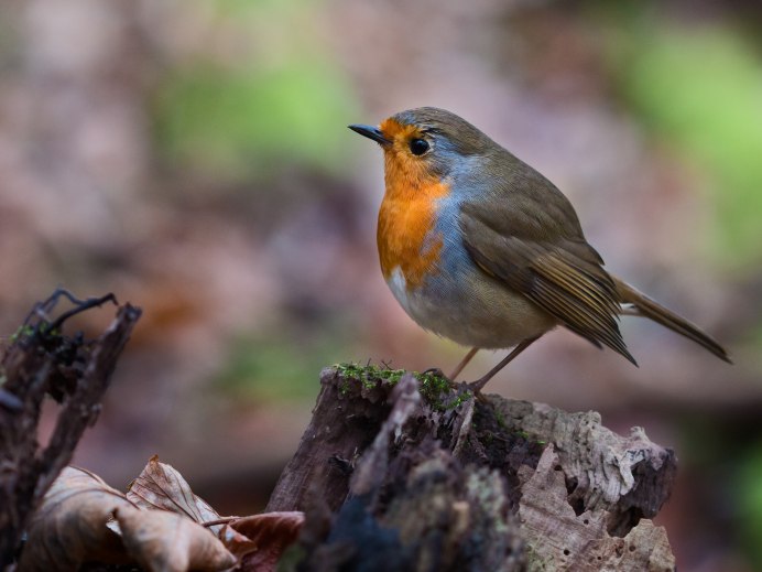 Зарянка птица