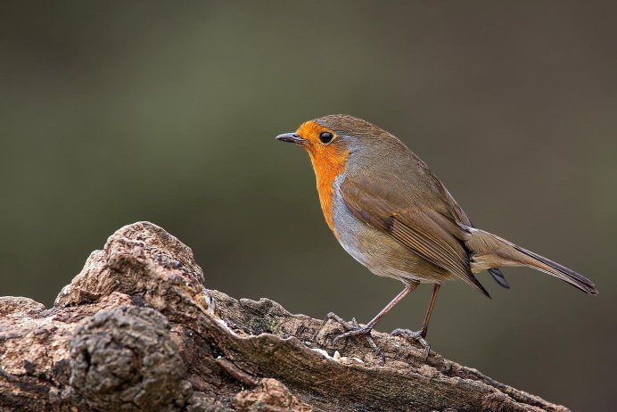 Грач каркает