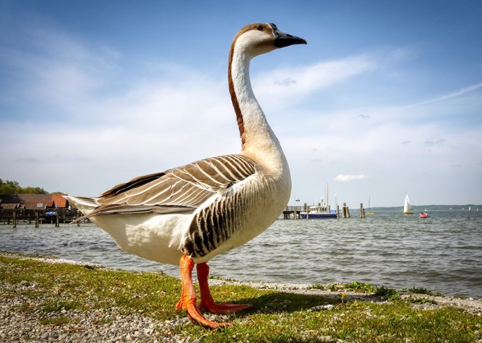 Gray Catbird птица