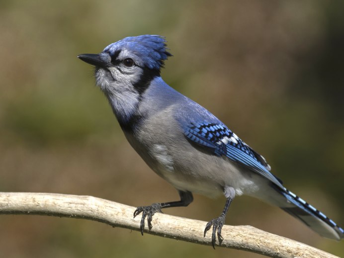 Птичка боком