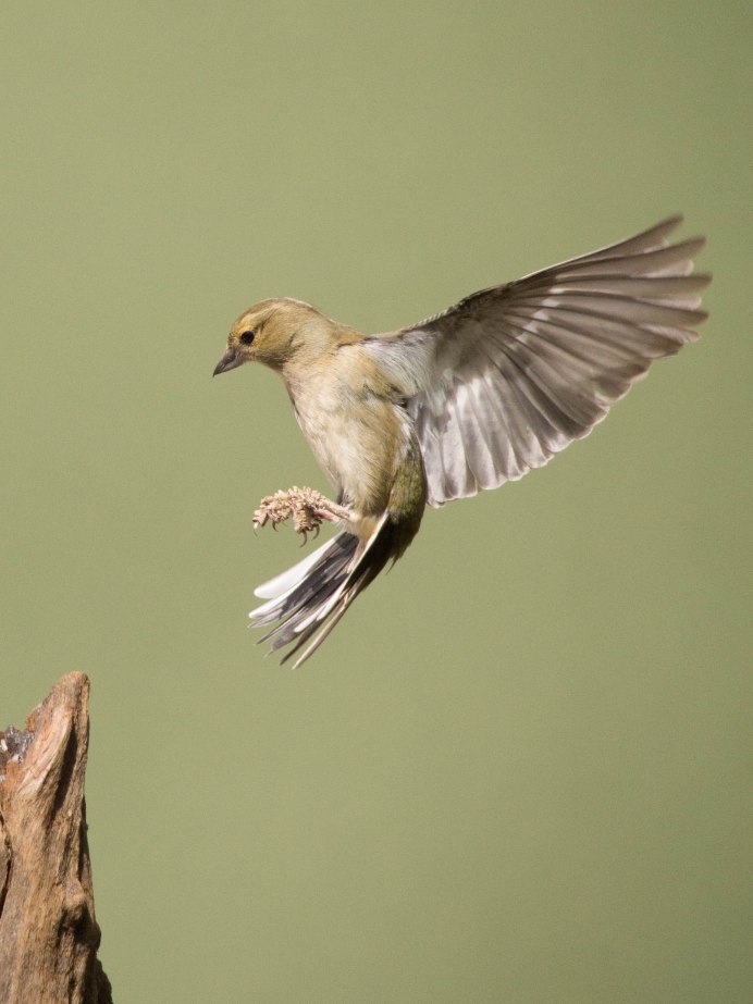 Птица летит