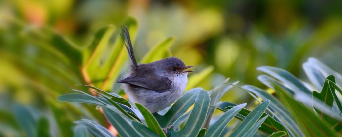Птичка с боку