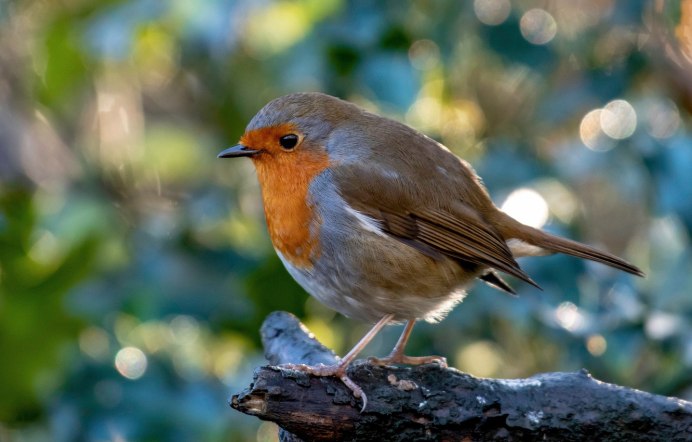 Чайки на Байкале