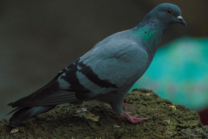 Порхающая птица