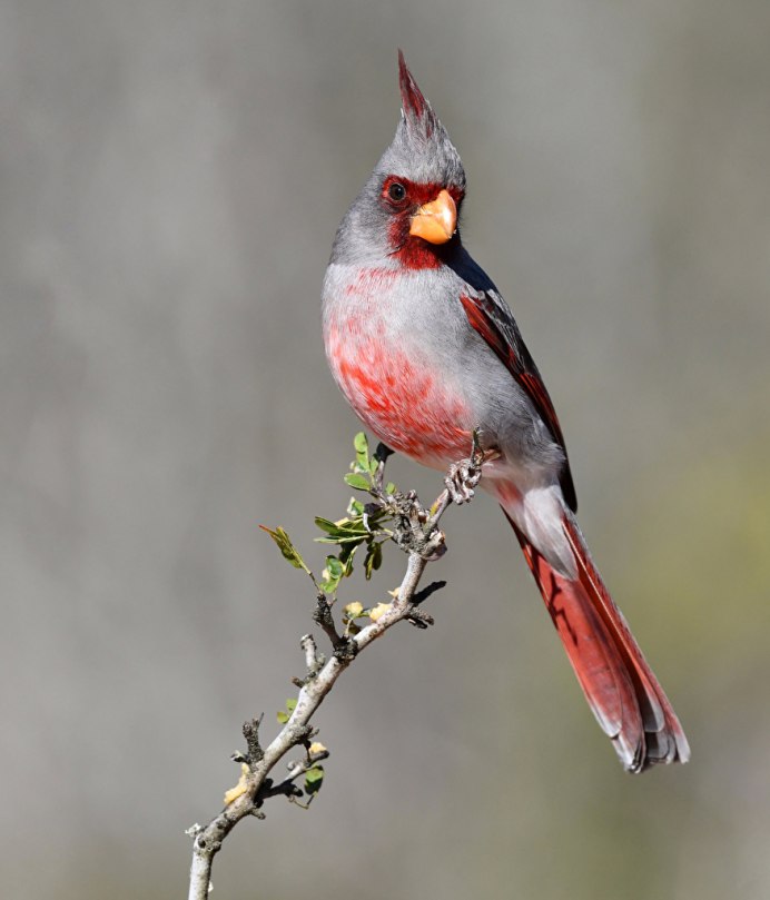 Сойка пересмешница птица