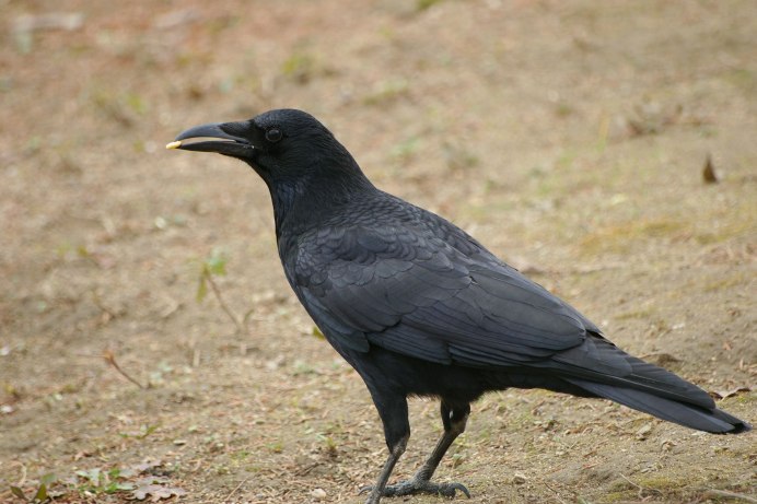Corvus crassirostris