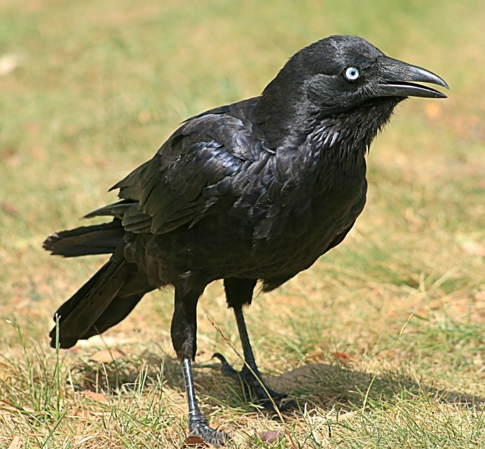 Corvus Corax птица