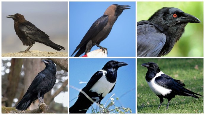 Карга серая(Corvus cornix)