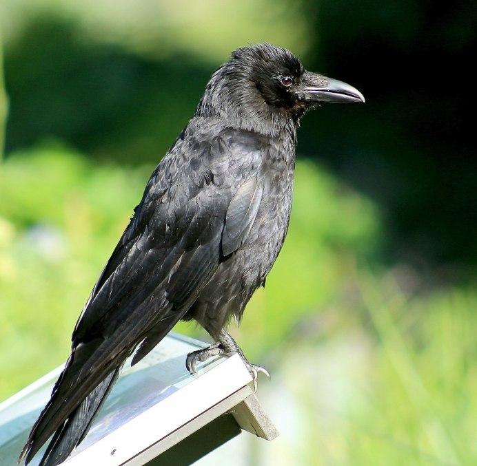Corvus crassirostris
