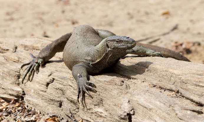 Varanus bengalensis