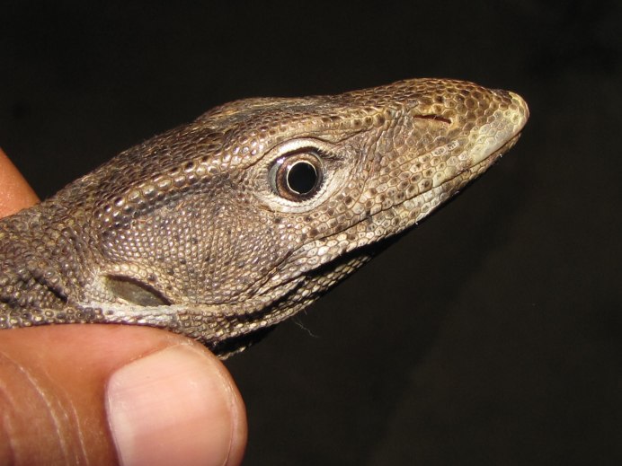 Varanus boehmei