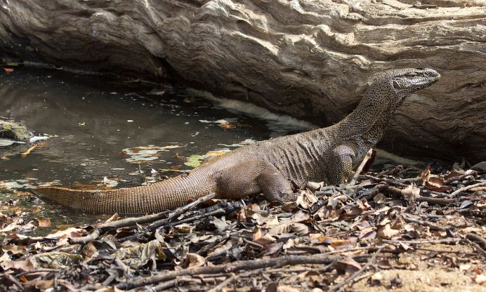 Spinohirasea bengalensis