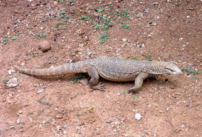 Varanus bengalensis