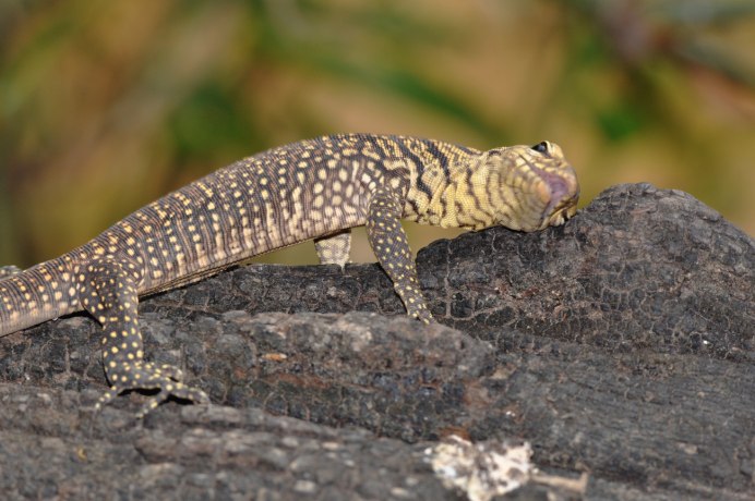 Varanus bengalensis
