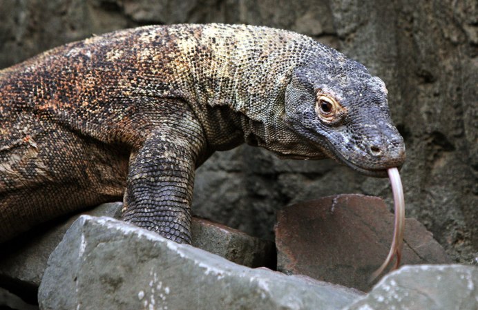 Varanus bengalensis