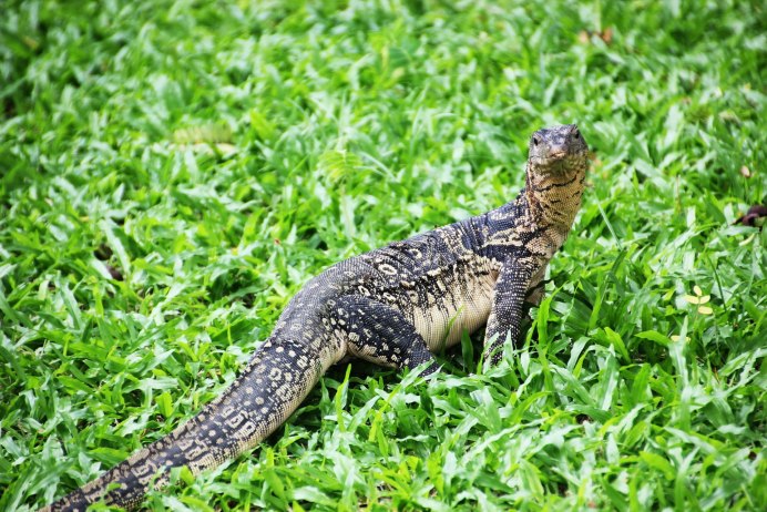 Spinohirasea bengalensis