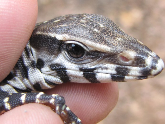 Varanus bengalensis
