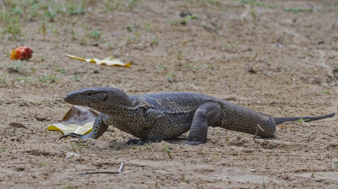 Varanus Salvator macromaculatus
