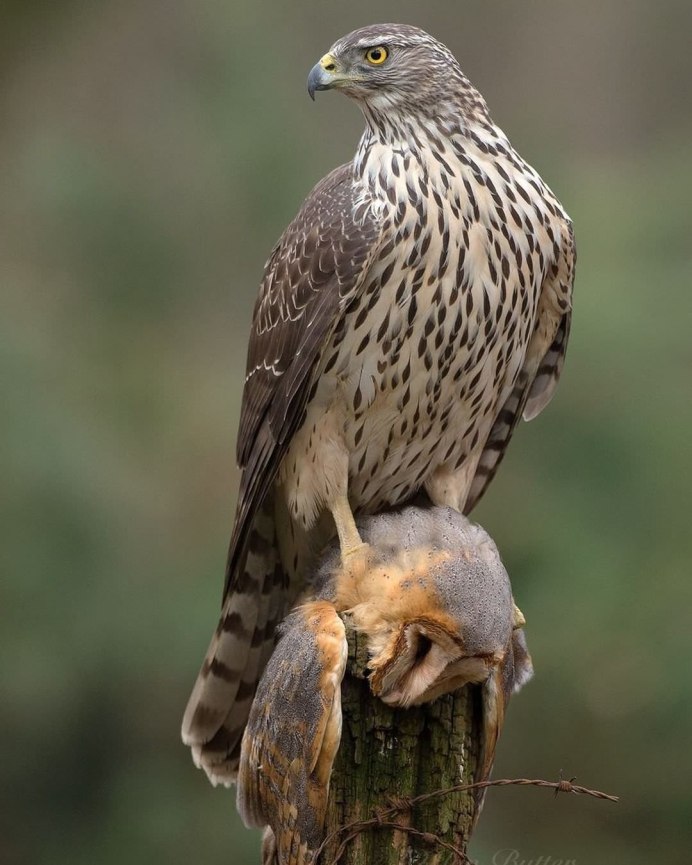 Коршун Шуляк