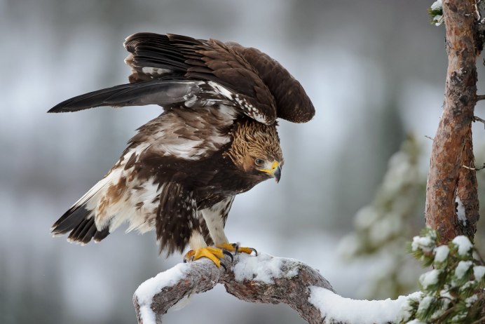 Ястреб - тетеревятник (Accipiter gentilis)